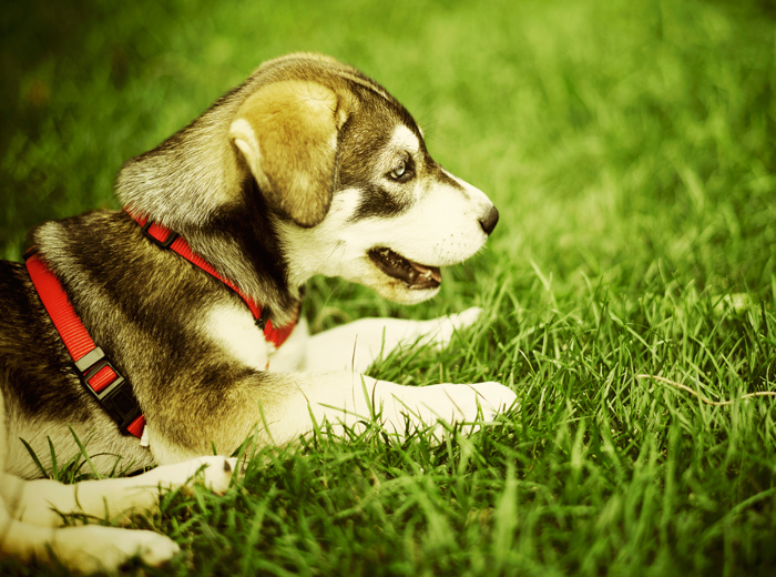 电话轰在线轰炸免费