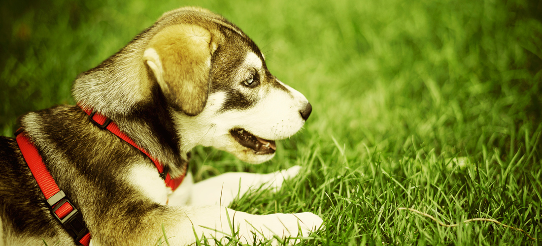 电话轰在线轰炸免费