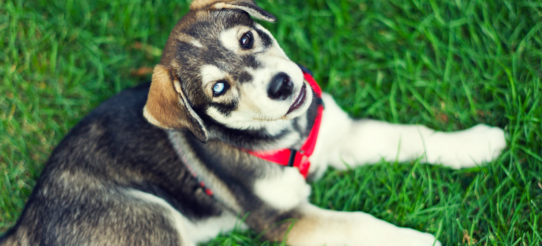 电话轰在线轰炸免费